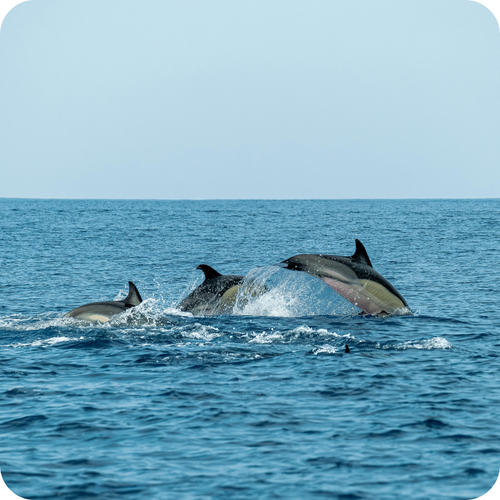 Dauphins la Réunion