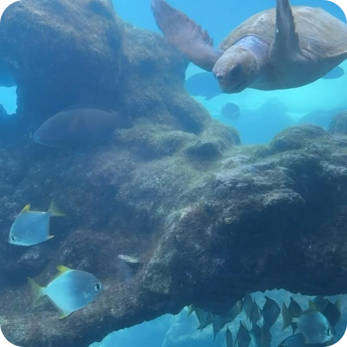 Tortues à la réunion