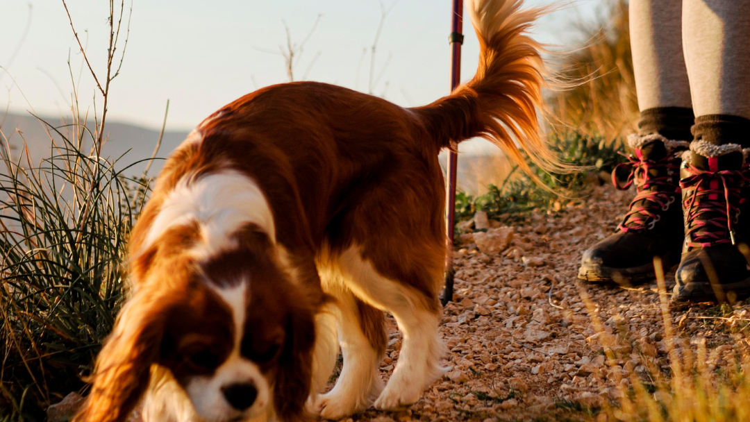 Acceptez les animaux - cocoonr