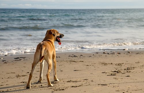 Animaux accepté en bretagne - senitiers, plages et logements